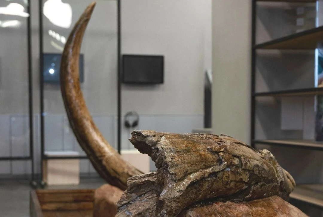 Бивень трогонтериевого слона в экспозиции Музея пермских древностей.<br>Фото: Пермский краеведческий музей