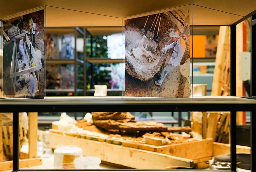 Фрагмент выставки «Вокруг слона. Научные приключения» в Музее пермских древностей.<br>Фото: Пермский краеведческий музей